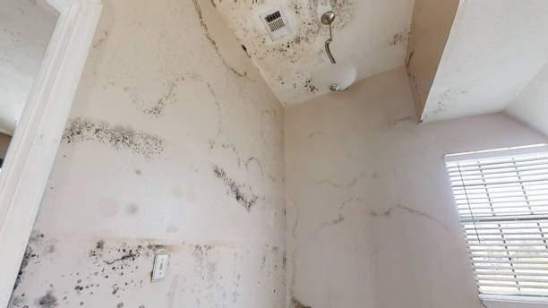 Best Emergency Mold Remediation  in Vincent, AL