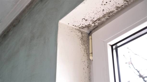 Mold Odor Removal Services in Vincent, AL