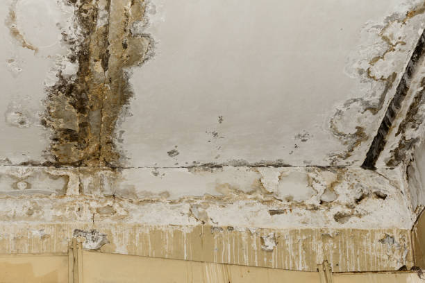 Asbestos and Lead Testing During Mold Inspection in Vincent, AL